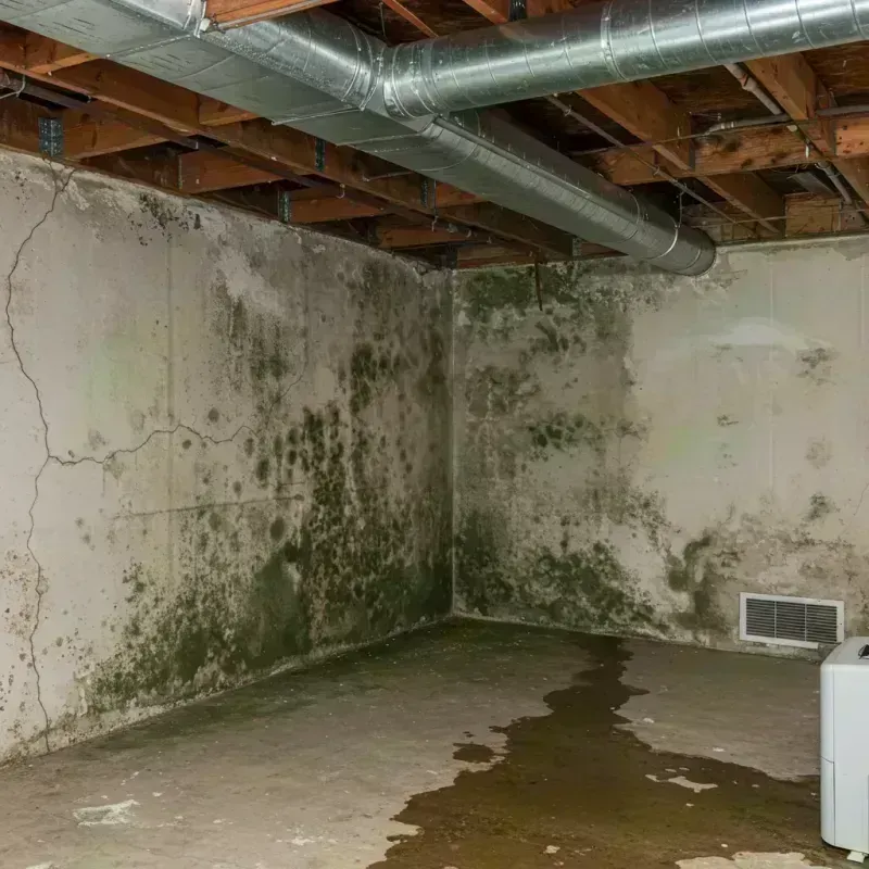 Professional Mold Removal in Elgin, IL